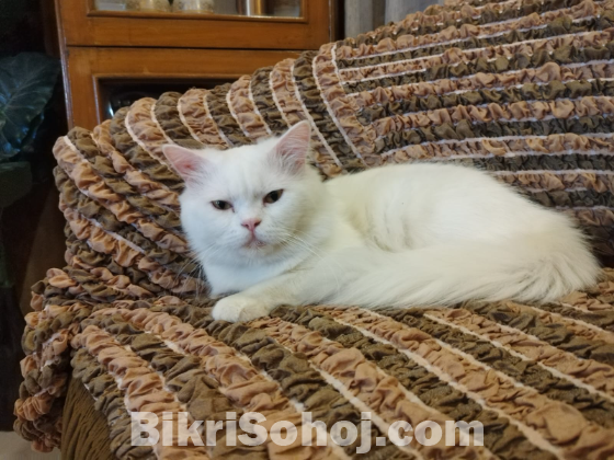 Persian Cat